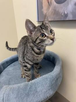 Claw Slaw -  Domestic Short Hair Cat for Adoption in Salinas, California - Claw Slaw | PetCurious