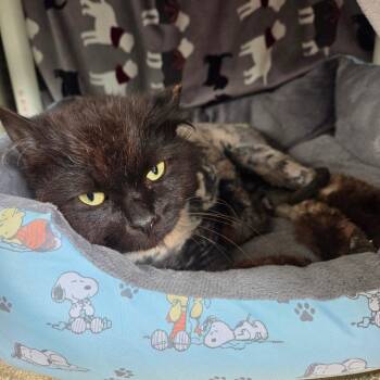 Shrimp -  Domestic Medium Hair Cat for Adoption in Walker, Michigan - Shrimp | PetCurious