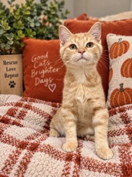 Ginger -  Domestic Short Hair Cat for Adoption in Fulton, New York - Ginger | PetCurious