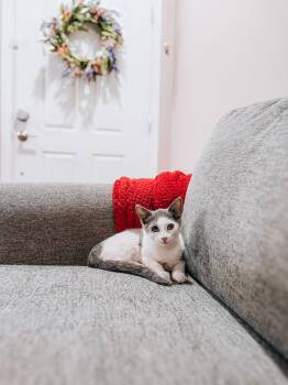 Patty -  Domestic Short Hair Cat for Adoption in Goodyear, Arizona - Patty | PetCurious