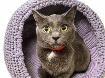 MIMI -  Domestic Short Hair Cat for Adoption in Fort Lauderdale, Florida - MIMI | PetCurious