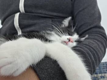 Tuxedo Cats Available for Adoption in Palmdale, California - TROUBLE  | PetCurious