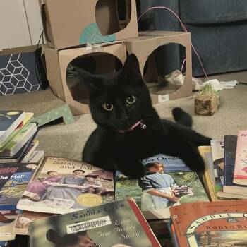 Eclipse -  Domestic Short Hair Cat for Adoption in Gladstone, Oregon - Eclipse | PetCurious