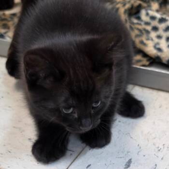 American Shorthair Cats Available for Adoption in Melrose, Florida - Moon Beam | PetCurious