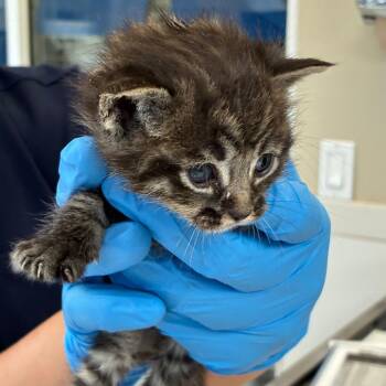 Pickles -  Domestic Short Hair Cat for Adoption in Ojai, California - Pickles | PetCurious