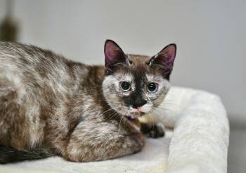 Dilute Tortoiseshell Cats Available for Adoption - Toffee | PetCurious