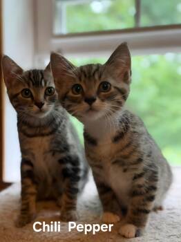 Chili (F) & Pepper (M) -  Domestic Short Hair Cat for Adoption in Chicopee, Massachusetts - Chili (F) & Pepper (M) | PetCurious