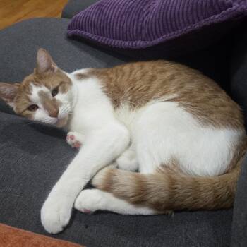 Rescue Domestic Short Hair Cats for Adoption - Prince 3 | PetCurious