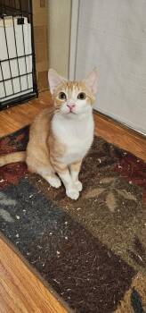 Highlander -  Domestic Short Hair Cat for Adoption in Mission Viejo, California - Highlander | PetCurious