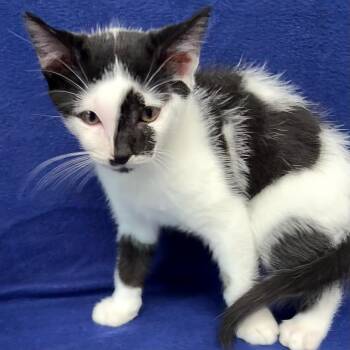 Butter -  Domestic Short Hair Cat for Adoption in Valdosta, Georgia - Butter | PetCurious