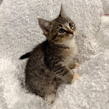 Bert @PAWZ pet cafe -  Domestic Short Hair Cat Available for Adoption in Carmel, Indiana - Bert @PAWZ Pet Cafe | PetCurious