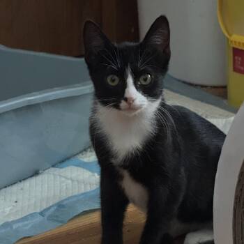 Bisquick -  Domestic Short Hair Cat for Adoption in Minneapolis, Minnesota - Bisquick | PetCurious