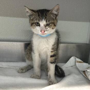 IVHS-Stray-139628 -  Domestic Short Hair Cat for Adoption in San Gabriel, California - IVHS-Stray-139628 | PetCurious