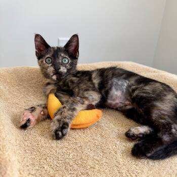 Phoebe -  Domestic Short Hair Cat for Adoption in Houston, Texas - Phoebe | PetCurious