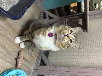 Domestic Short Hair Cats Available for Adoption in St. Louis, Missouri - Sir Fluffy Butt  | PetCurious
