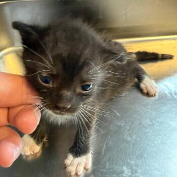 TUSC-Stray-85488_2 -  Domestic Short Hair Cat for Adoption in Tuscaloosa, Alabama - TUSC-Stray-85488_2 | PetCurious