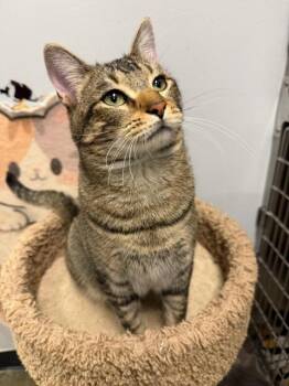 Rescue Domestic Short Hair Cats for Adoption in Maple Shade, New Jersey - Topaz | PetCurious