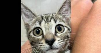 Meowington -  Domestic Short Hair Cat for Adoption in Dayton, Minnesota - Meowington | PetCurious