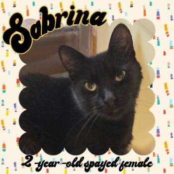 Sabrina -  Bombay Cat for Adoption in Salida, California - Sabrina | PetCurious