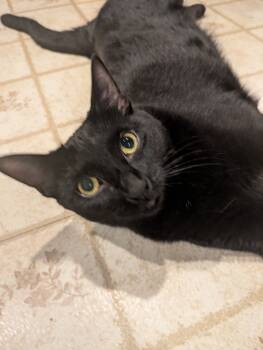 Rescue Domestic Short Hair Cats for Adoption in Plymouth, Michigan - Butterfly | PetCurious