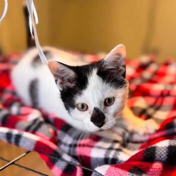 GuacZilla -  Domestic Short Hair Cat for Adoption in Jasper, Indiana - GuacZilla | PetCurious