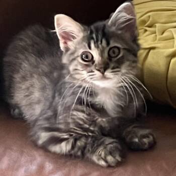 SALTS -  Domestic Long Hair Cat for Adoption in Hagerstown, Maryland - SALTS | PetCurious