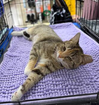 Domestic Short Hair Cats Available for Adoption in Augusta, Georgia - Princess Formidable | PetCurious