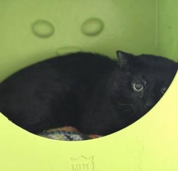 Monstera -  Domestic Short Hair Cat for Adoption in Gwinn, Michigan - Monstera | PetCurious