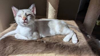 Sonnet -  Domestic Short Hair and Siamese Cat for Adoption in Alafaya, Florida - Sonnet | PetCurious