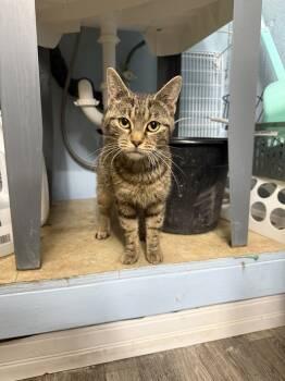 Rescue Domestic Short Hair Cats for Adoption in West Mifflin, Pennsylvania - Anika | PetCurious