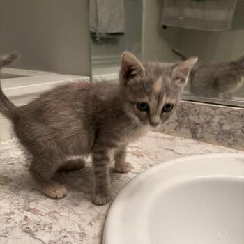 Taco Salad -  Domestic Short Hair Cat for Adoption in Greensboro, North Carolina - Taco Salad | PetCurious