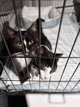 Domestic Short Hair Cats Available for Adoption - Razzle & Dazzle (Bonded Pair) | PetCurious