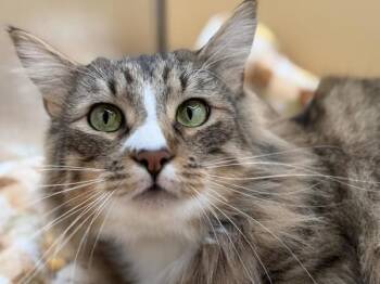 Choco -  Domestic Long Hair Cat for Adoption in Portland, Oregon - Choco | PetCurious