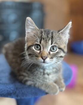 Rescue Domestic Short Hair Cats for Adoption in Minneapolis, Minnesota - Pascal | PetCurious