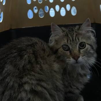 Domestic Medium Hair Cats Available for Adoption in Allentown, Pennsylvania - LVH-Stray-13361 | PetCurious