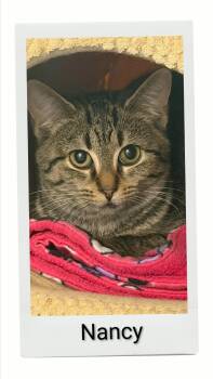 Nancy -  Domestic Short Hair Cat for Adoption in Caistor Centre, Ontario - Nancy | PetCurious