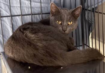 Rescue Domestic Short Hair Cats for Adoption in Baraboo, Wisconsin - Molly | PetCurious