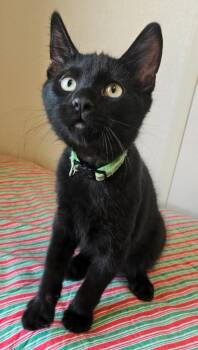 Mowgli -  Domestic Short Hair Cat for Adoption in Fremont, Ohio - Mowgli | PetCurious