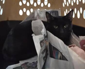 Kitt -  Domestic Short Hair Cat for Adoption in New York, New York - Kitt | PetCurious