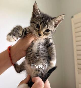 Tabby and American Shorthair Cats Available for Adoption in Shrewsbury, Massachusetts - Eva | PetCurious