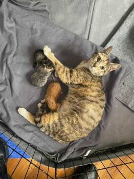 CC -  Domestic Short Hair Cat for Adoption in West Mifflin, Pennsylvania - CC | PetCurious