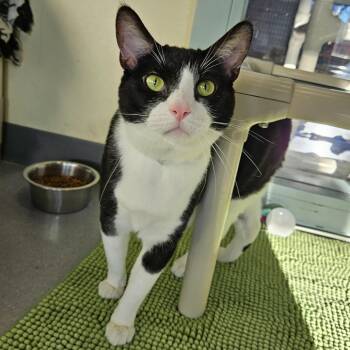 Domestic Short Hair Cats Available for Adoption - Bronco | PetCurious