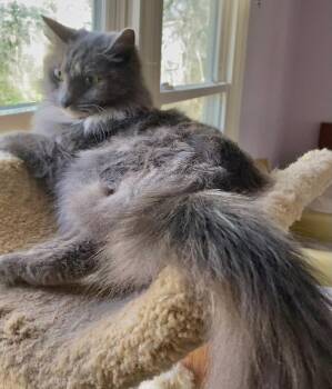 Rescue Domestic Long Hair Cats for Adoption in Chattanooga, Tennessee - Evangeline | PetCurious