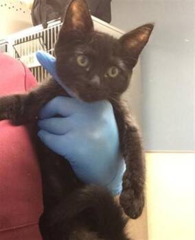 FROSTY PUFF -  Domestic Short Hair Cat for Adoption in Riverside, California - FROSTY PUFF | PetCurious