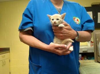 Domestic Short Hair Cats Available for Adoption in Cookeville, Tennessee - NASHVILLE | PetCurious