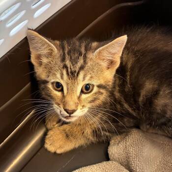 Mr. Love -  Domestic Short Hair Cat for Adoption in Manhattan, Kansas - Mr. Love | PetCurious