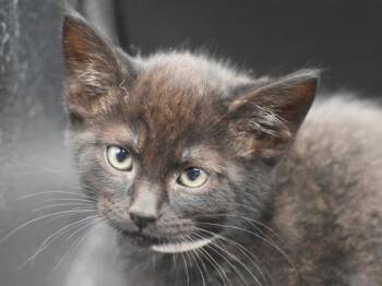 Pop -  Domestic Short Hair Cat for Adoption in Portland, Oregon - Pop | PetCurious