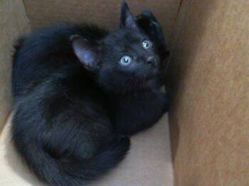 Rescue Domestic Short Hair Cats for Adoption in Dallas, Texas - PUMBAA | PetCurious