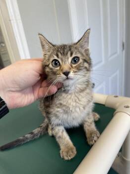 Estella -  Domestic Short Hair Cat for Adoption in Bolivar, Missouri - Estella | PetCurious