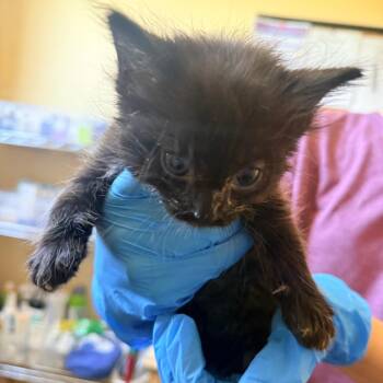 Robin -  Domestic Medium Hair Cat for Adoption in Corinth, Mississippi - Robin | PetCurious
